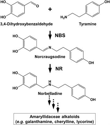 Characterization of norbelladine synthase and noroxomaritidine/norcraugsodine reductase reveals a novel catalytic route for the biosynthesis of Amaryllidaceae alkaloids including the Alzheimer’s drug galanthamine